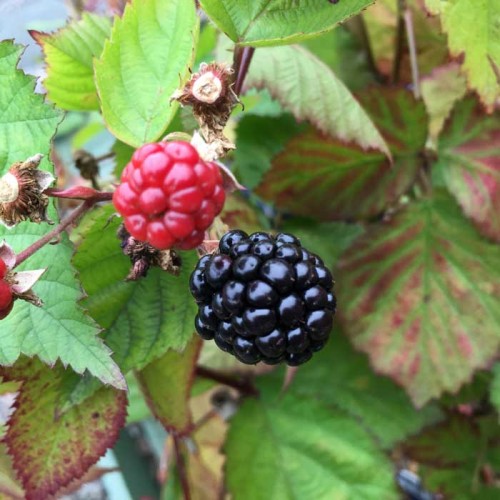 Pot Grown Thornless Blackberry Loch Ness | ScotPlants Direct